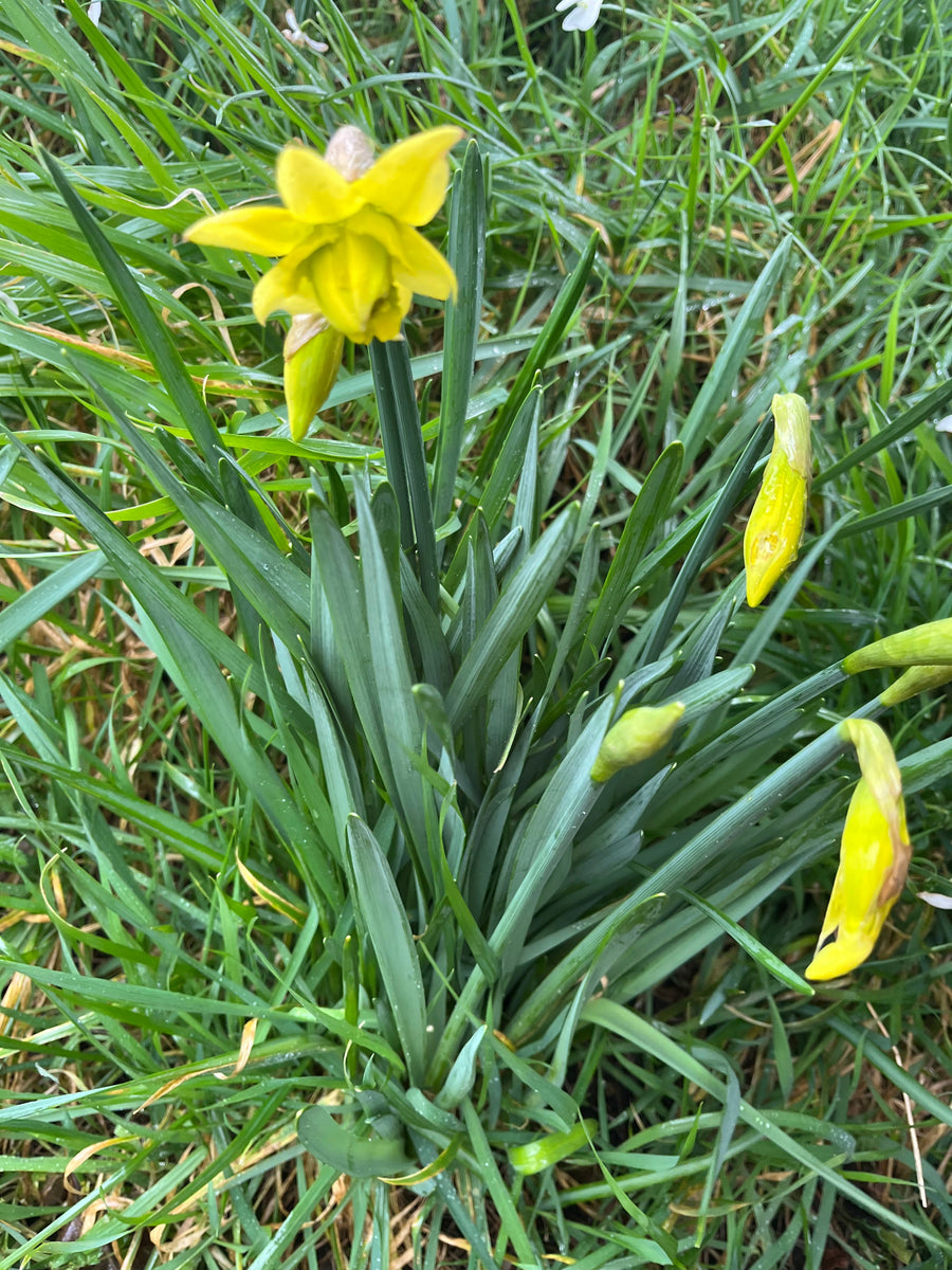 Daffs_1200x1200.jpg?v=1741771812
