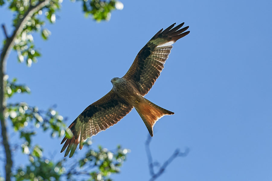The Red Kites of Treflach
