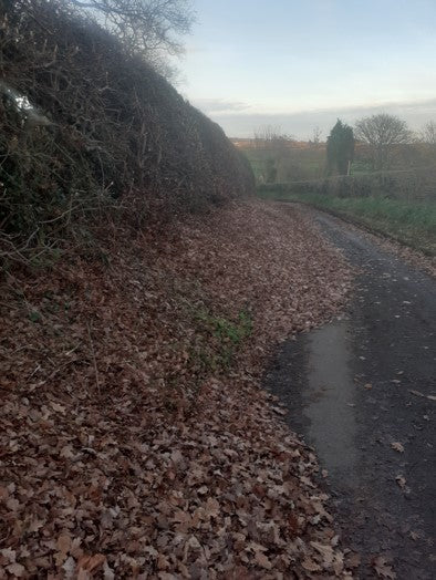 The Leaf Drifts of Treflach