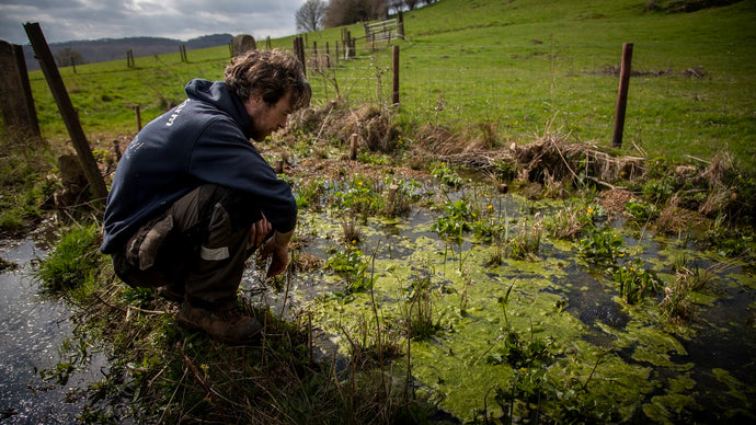 Wetland Construction & Regeneration Project