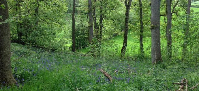 Spring flowers