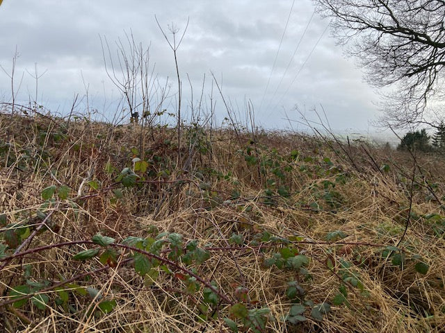 The Brambles of Treflach