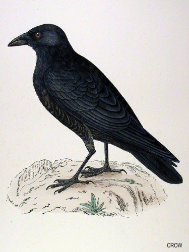 The Treflach Crow