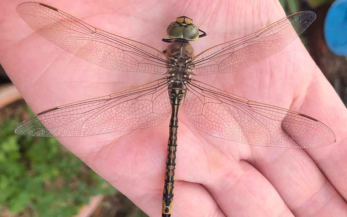The Dragonflies of Treflach