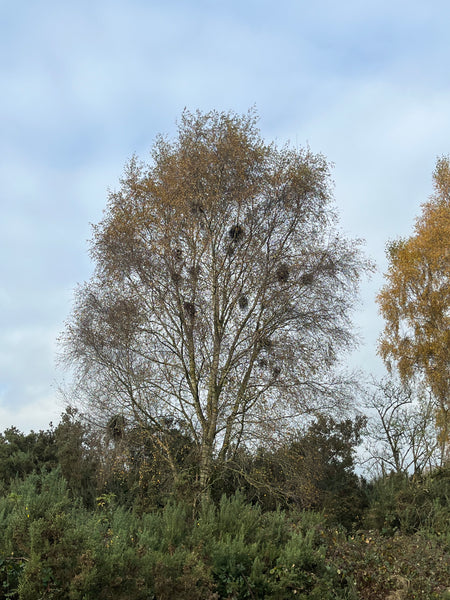 The Drays of Treflach