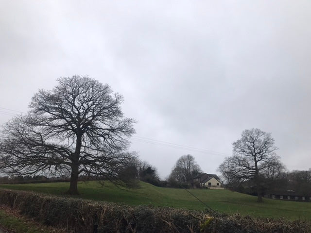 The Ellis Oaks of Treflach