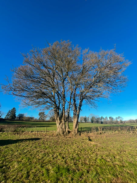 The Field Maple of Treflach