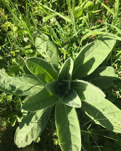 Great Mullein of Treflach