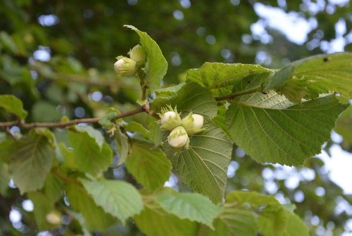 The Hazel of Treflach