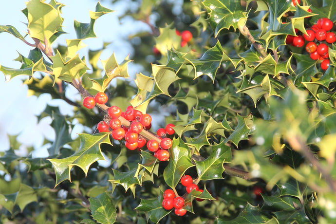 Early winter in Treflach