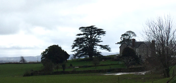 The Starlings of Treflach and Royal Trees