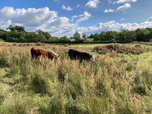 The Grasses of Treflach