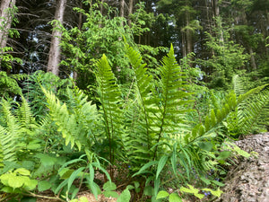 The Fern of Treflach