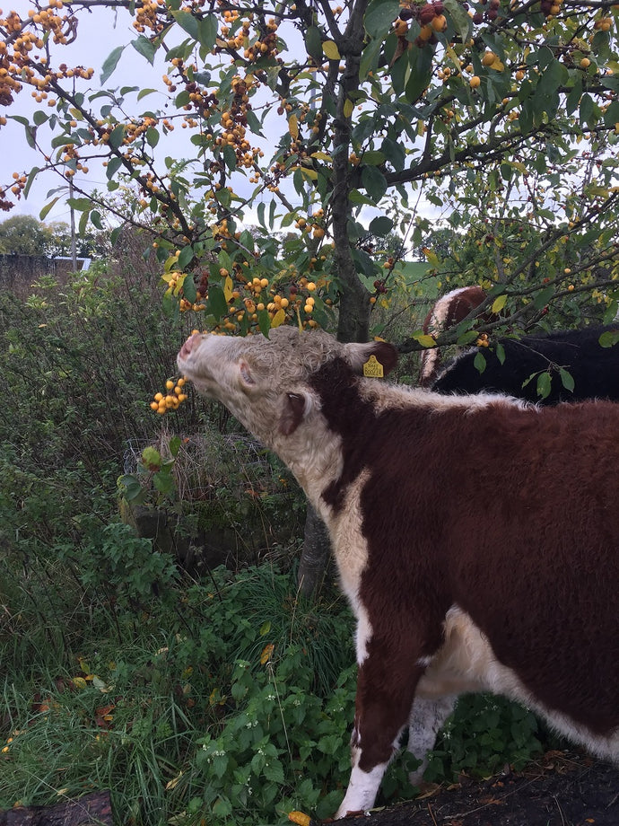 Tree hay and carbon sequestration