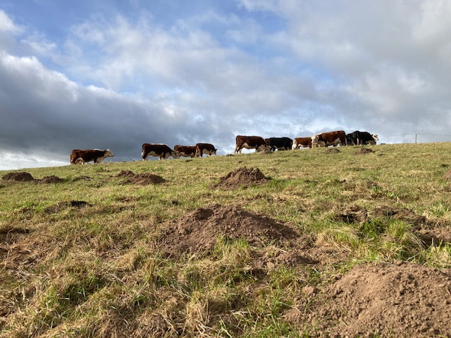 The Moles of Treflach