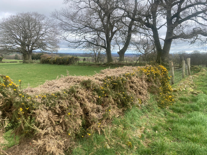 The Gorse of Treflach