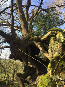 The Ancient and Magic Oaks of Treflach