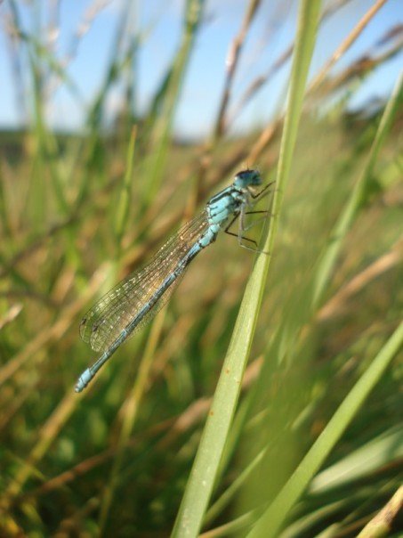 Water in the Landscape on Treflach Farm