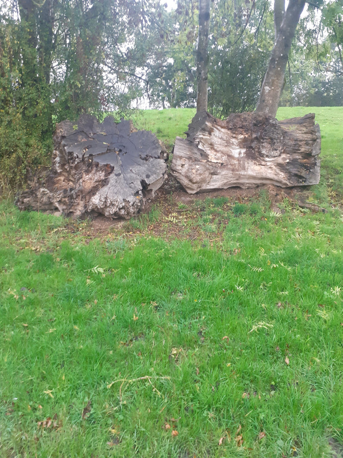 The Olde Inns of Treflach