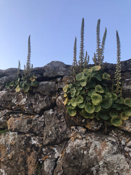 The Pennywort of Treflach