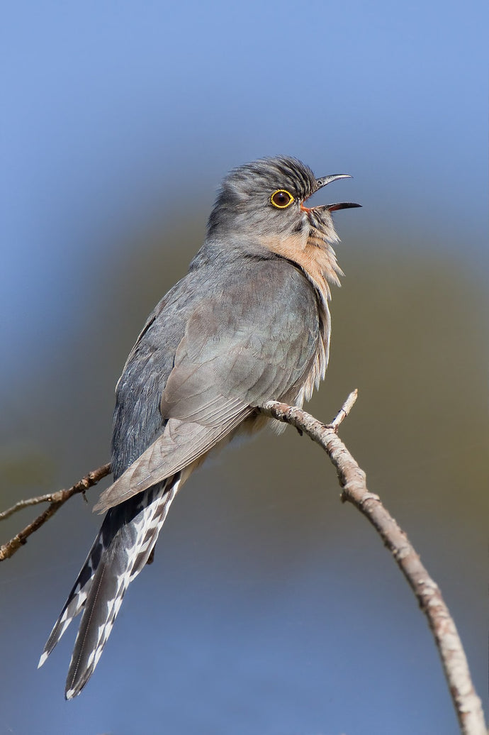 The Treflach Cuckoo