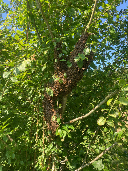 The Pollinators of Treflach