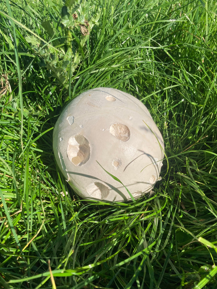 The Puff Balls of Treflach