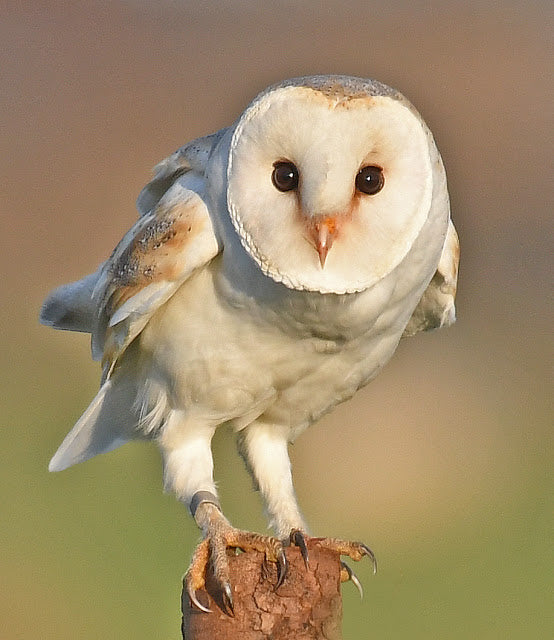 The Owls of Treflach