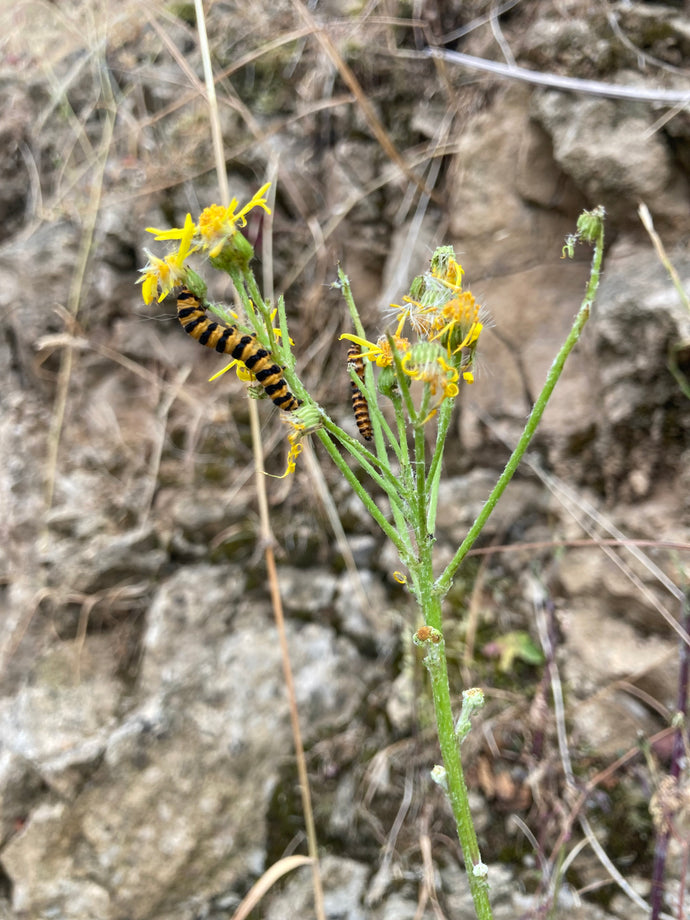 The Ragwort of Treflach