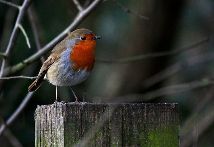 The Treflach Robin