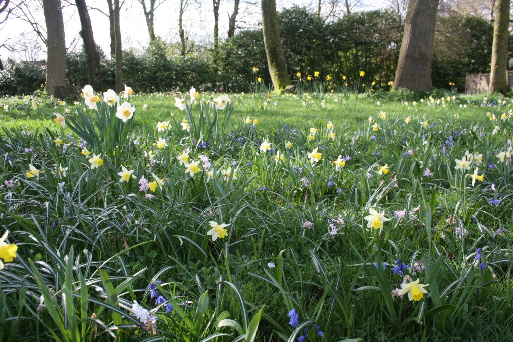 Spring Grass - Treflach Farm