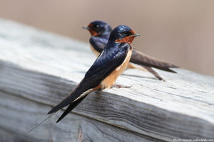 Swallows