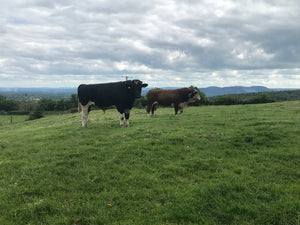 The Great British Friesian of Treflach