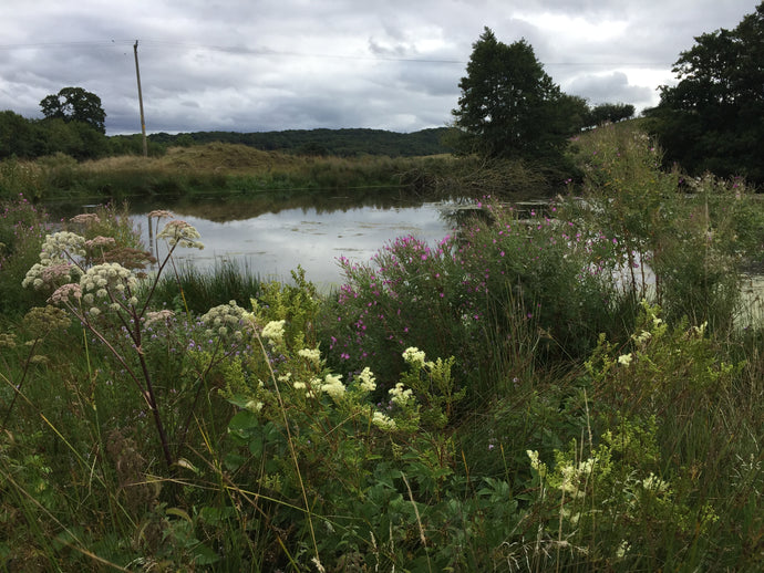 The Ponds of Treflach