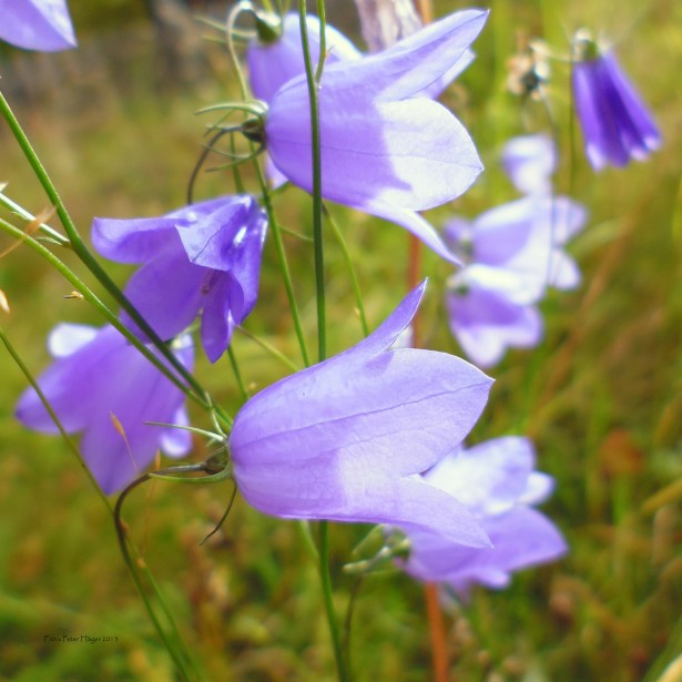 The Treflach Harebell