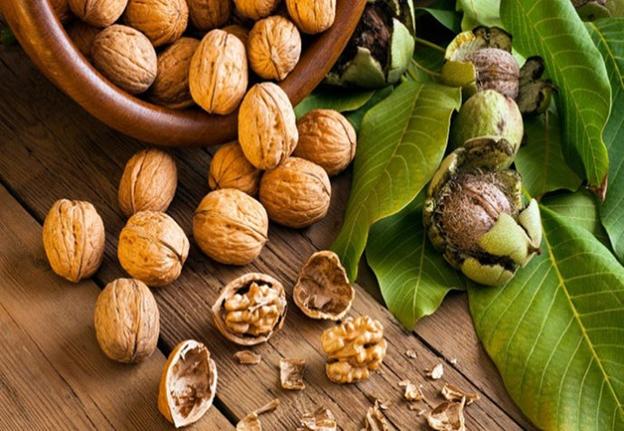 Walnut Trees of Treflach