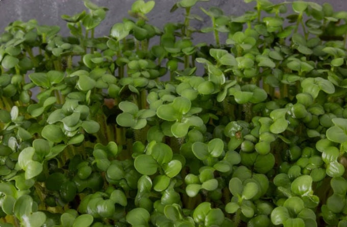 The Watercress of Treflach