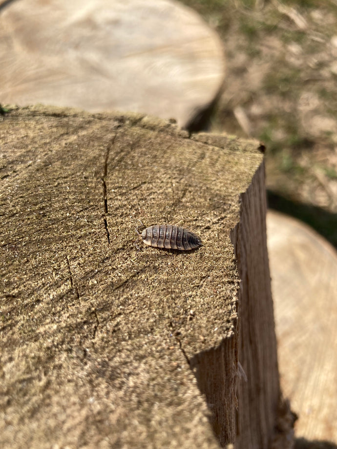 The Woodlouse of Treflach