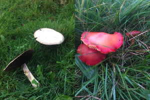 The Mushrooms of Treflach