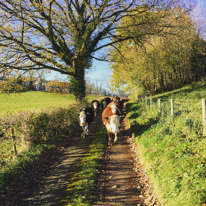 The lanes of Treflach