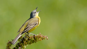 The Treflach Dawn Chorus