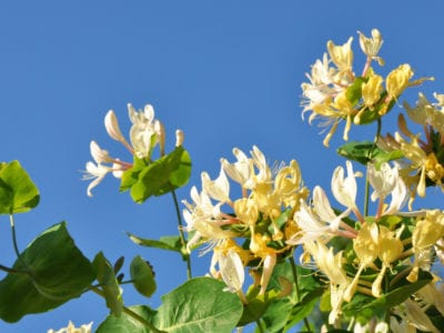 The Honeysuckle of Treflach