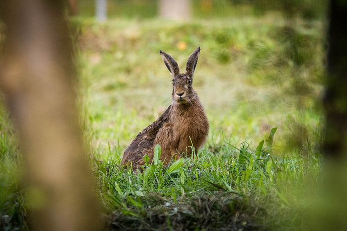 Mad as a March hare?