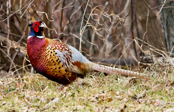The Wild Game of Treflach