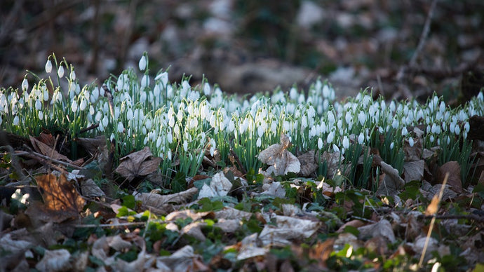 Snowdrops of Treflach
