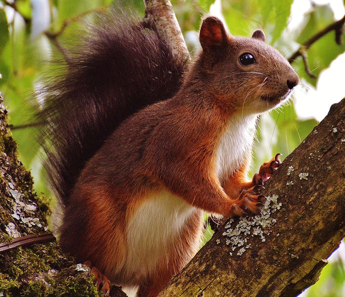 The Treflach Squirrel