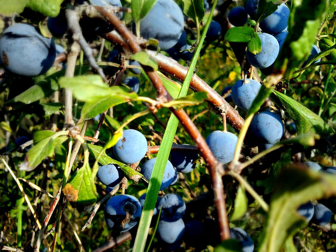 Wild Fruits Of Treflach